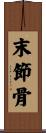 末節骨 Scroll
