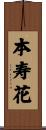 本寿花 Scroll