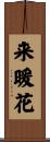 来暖花 Scroll
