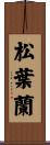 松葉蘭 Scroll