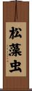 松藻虫 Scroll