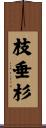 枝垂杉 Scroll