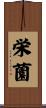 栄薗 Scroll
