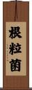 根粒菌 Scroll