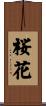 Cherry Blossom (Japanese/alternate version) Scroll