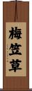 梅笠草 Scroll