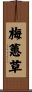 梅蕙草 Scroll