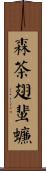 森茶翅蜚蠊 Scroll
