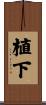 植下 Scroll