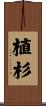 植杉 Scroll