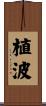 植波 Scroll