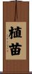 植苗 Scroll