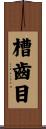 槽齒目 Scroll