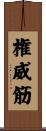 権威筋 Scroll