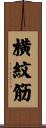 横紋筋 Scroll
