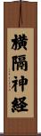 横隔神経 Scroll