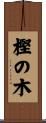 樫の木 Scroll