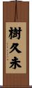 樹久未 Scroll