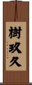 樹玖久 Scroll