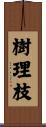 樹理枝 Scroll