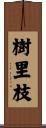 樹里枝 Scroll