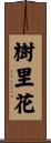 樹里花 Scroll