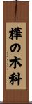 樺の木科 Scroll