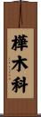 樺木科 Scroll