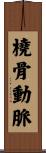 橈骨動脈 Scroll