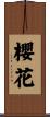 Cherry Blossom Scroll