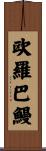 欧羅巴鰻 Scroll