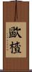 歐楂 Scroll