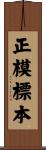 正模標本 Scroll