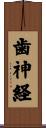 歯神経 Scroll
