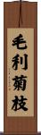 毛利菊枝 Scroll