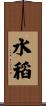 水稻 Scroll