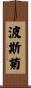 波斯菊 Scroll