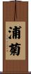 浦菊 Scroll