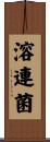 溶連菌 Scroll