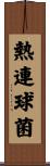熱連球菌 Scroll