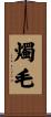 燭毛 Scroll