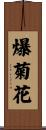 爆菊花 Scroll