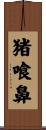 猪喰鼻 Scroll