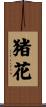 猪花 Scroll