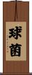 球菌 Scroll