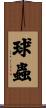 球蟲 Scroll