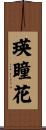 瑛瞳花 Scroll