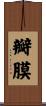 瓣膜 Scroll