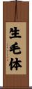 生毛体 Scroll