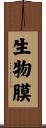 生物膜 Scroll
